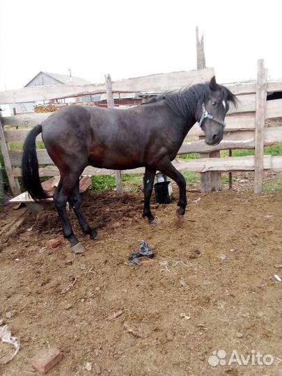 Продам жеребчика 2 года