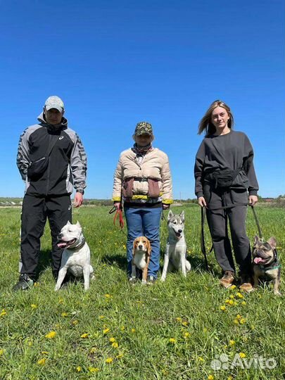 Дрессировка и передержка собак