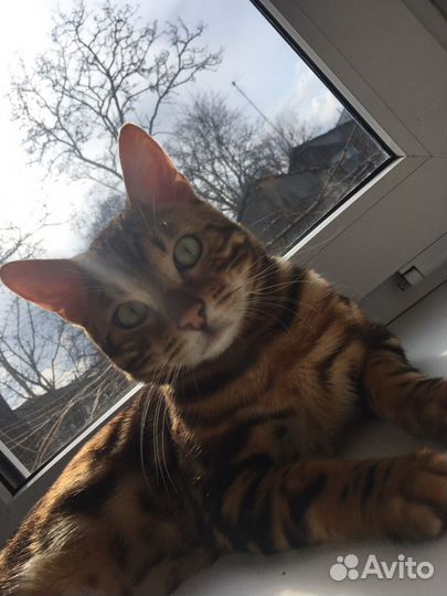 Бенгальский кот