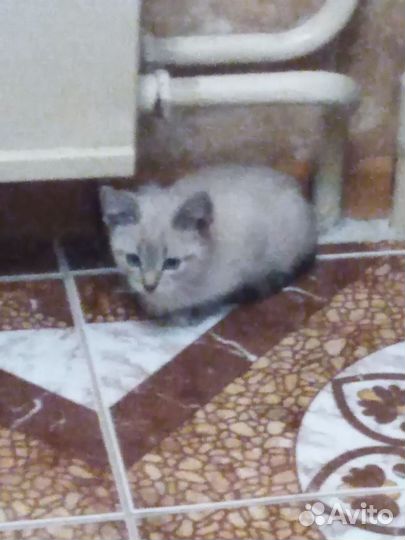 Котёнок