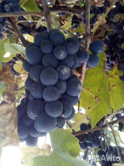 Виноград Изабелла