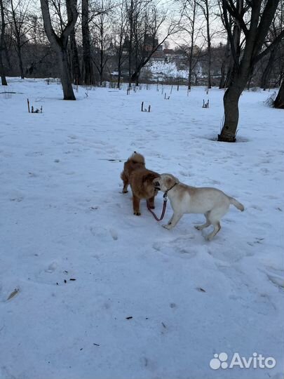 Собака в добрые руки