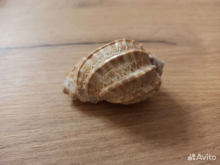 Морская раковина