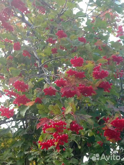 Калина ягода