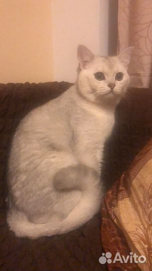 Шотландский шиншила кот вязка