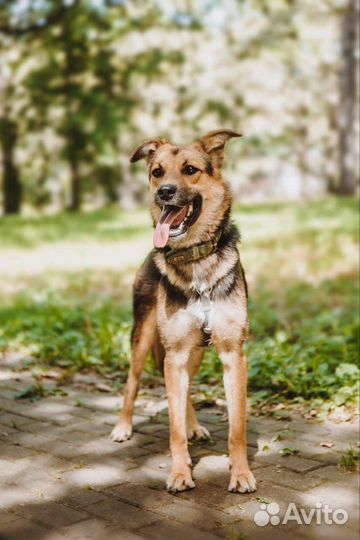 Нежная собака Яшма в добрые руки