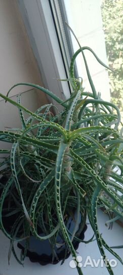 Комнатные цветы алоэ