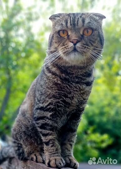 Тема в поиске дома