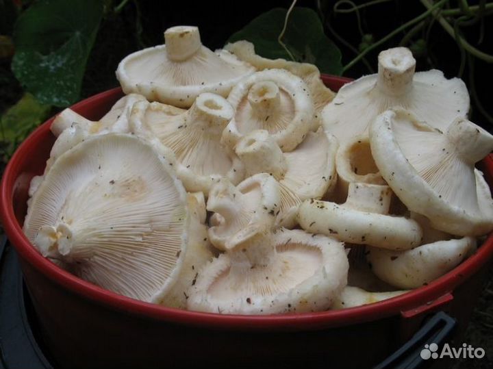 Груздь сырой (настоящий)