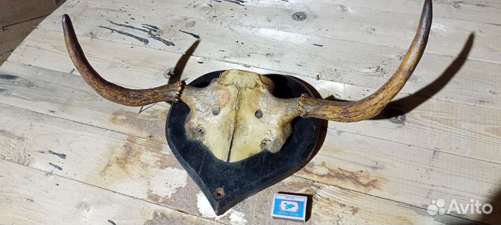 Рога с черепом
