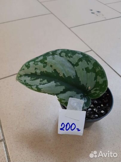 Сциндапсус пятнистый