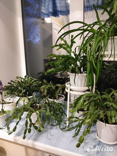 Комнатные цветы