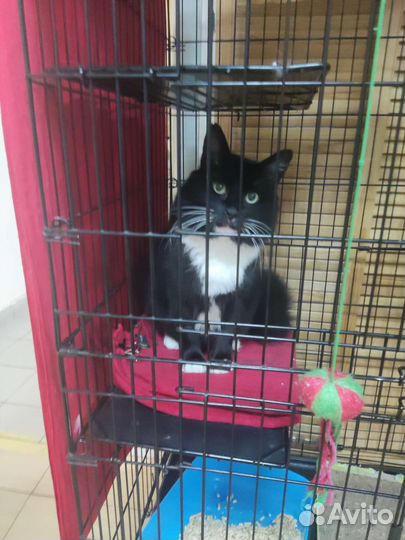 Котик Маркиз