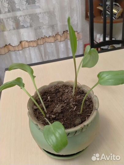 Цветок в керамическом горшке