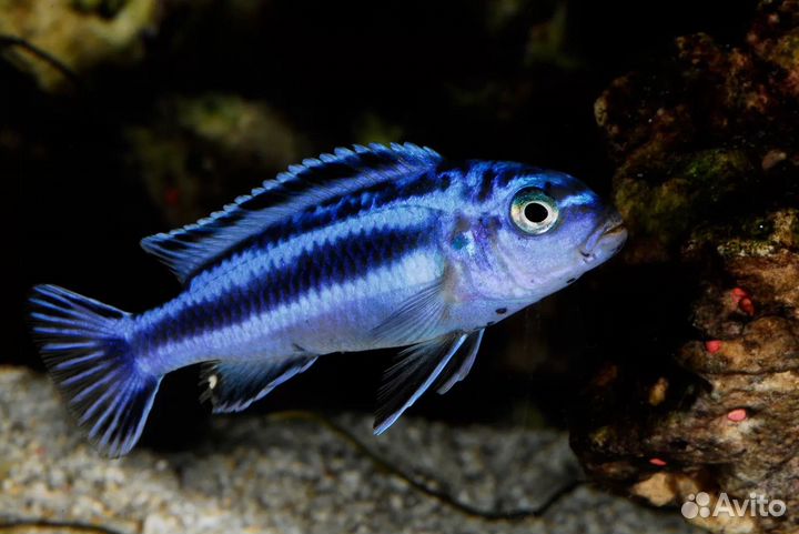 Африканские цихлиды в ассортименте