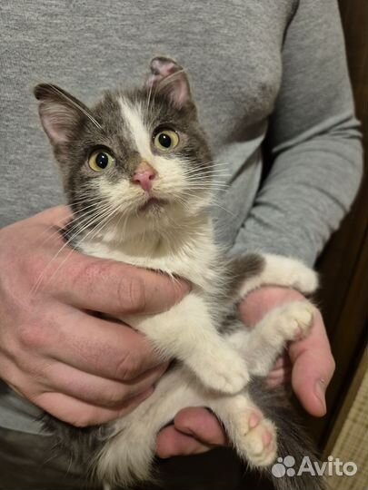 Котёнок мальчик в добрые руки