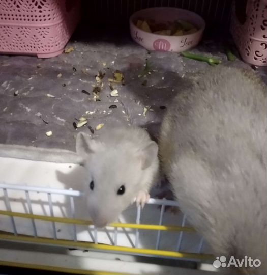 Крысята малыши