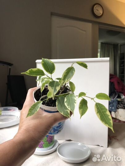 Фикус бенджамина вариегатный