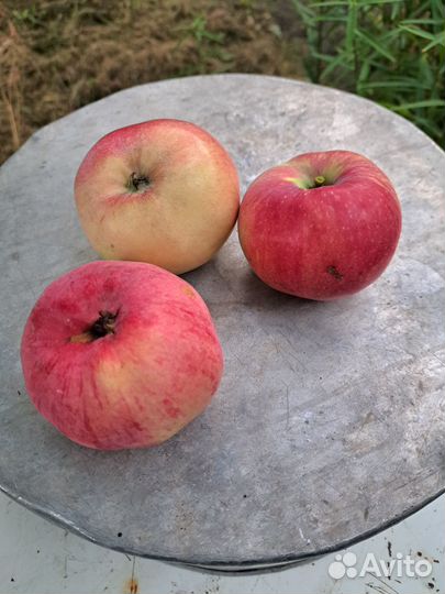 Яблоки Мельба