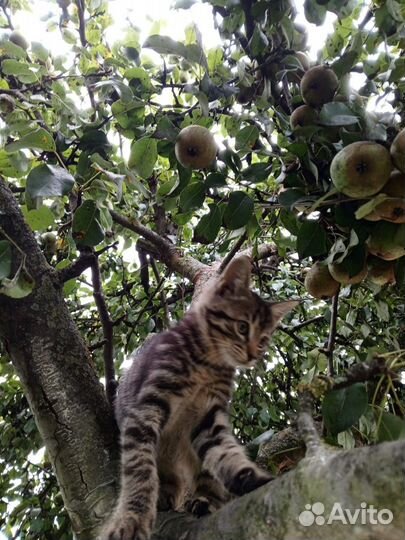 Котята в добрые руки бесплатно