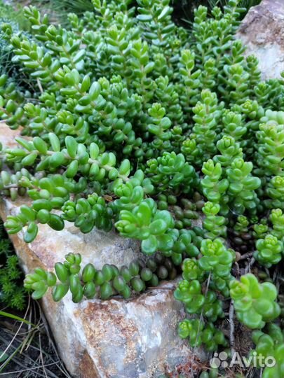 Очиток садовый