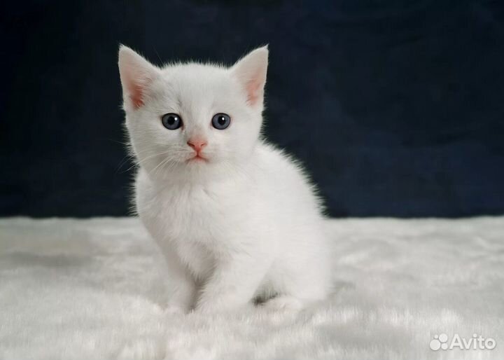 Котята отдам в добрые руки бесплатно