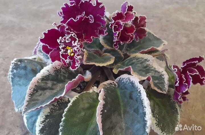 Фиалка цветущая в горшке