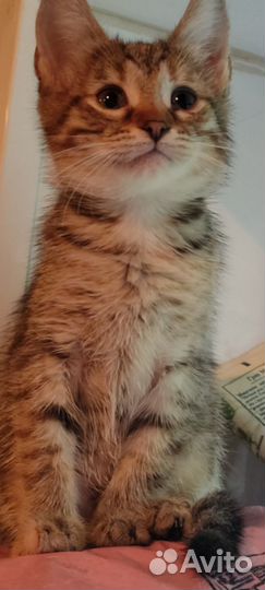 Умные котятки