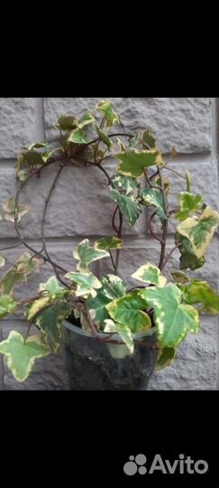 Растения для красивого сада