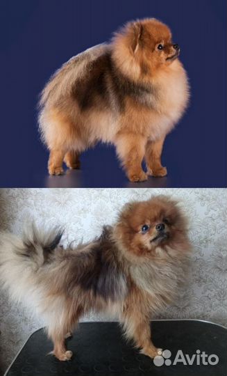 Груминг (стрижка) породы шпиц