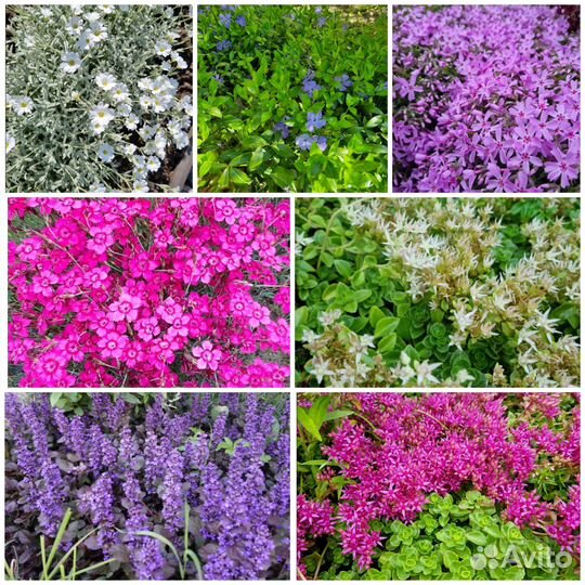 Почвопокровные многолетники ясколка, флокс, очиток