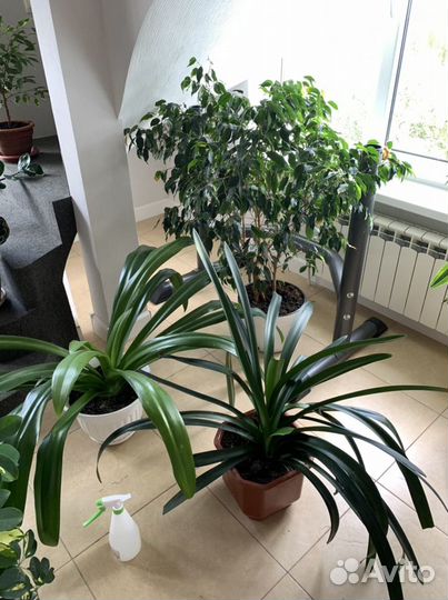 Домашние цветы