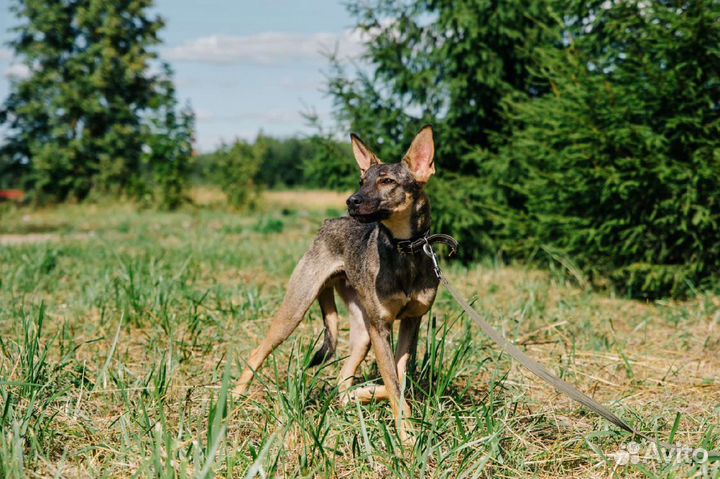 Ясик ждет вас в приюте, сделай его счастливым