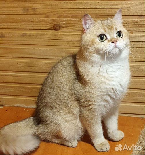 Британский кот золотого окраса.Вязка кошек