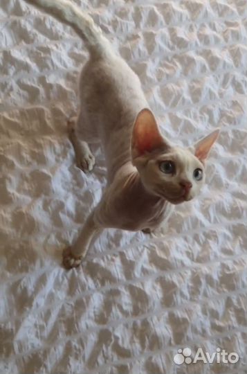 Котенок девон рекс