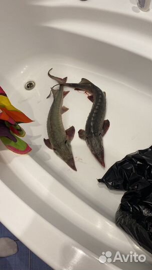 Царская рыба