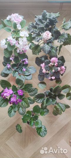 Фиалки набор