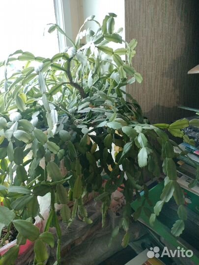 Зигокактус