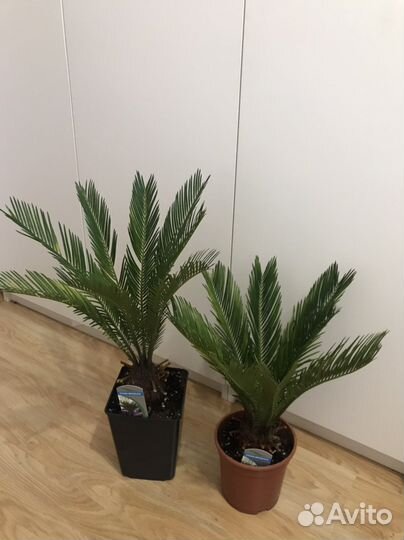 Цикас, саговник, пальма, в наличии