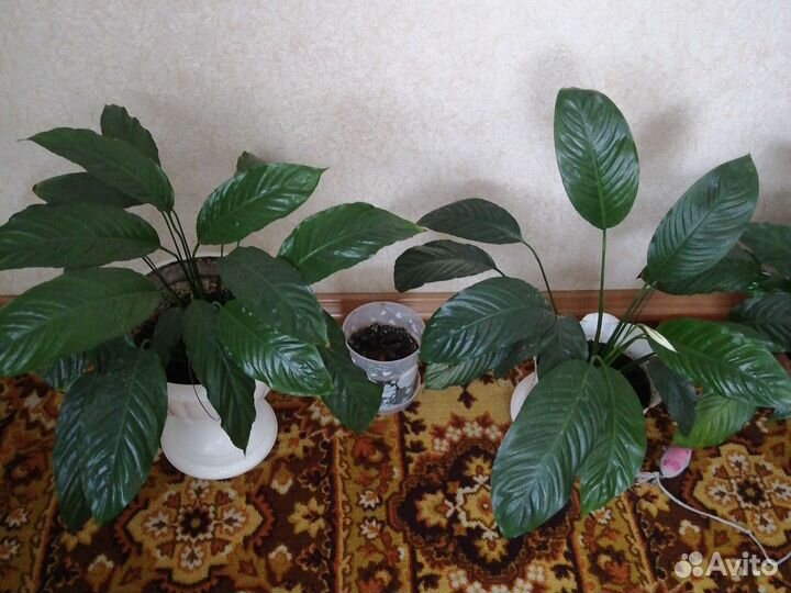 Спатифиллум