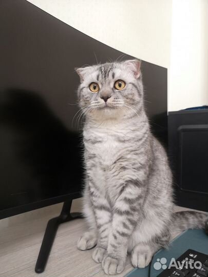 Шотландский вислоухий кот на вязку