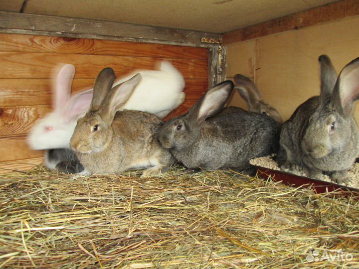 Кролики Ризен