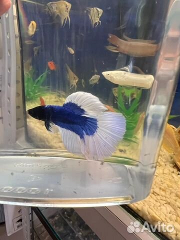 Рыбка петушок