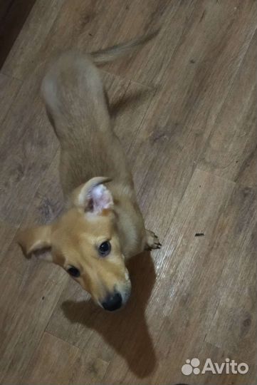 Щенок в добрые руки