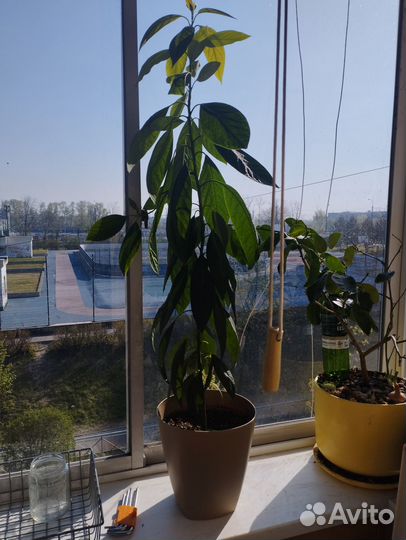 Авокадо растение