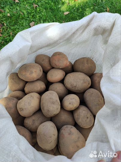 Картофель домашний