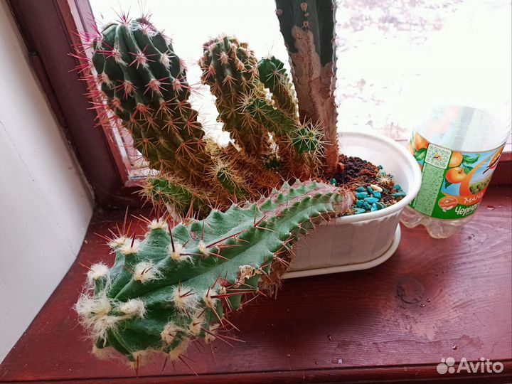 Большой кактус