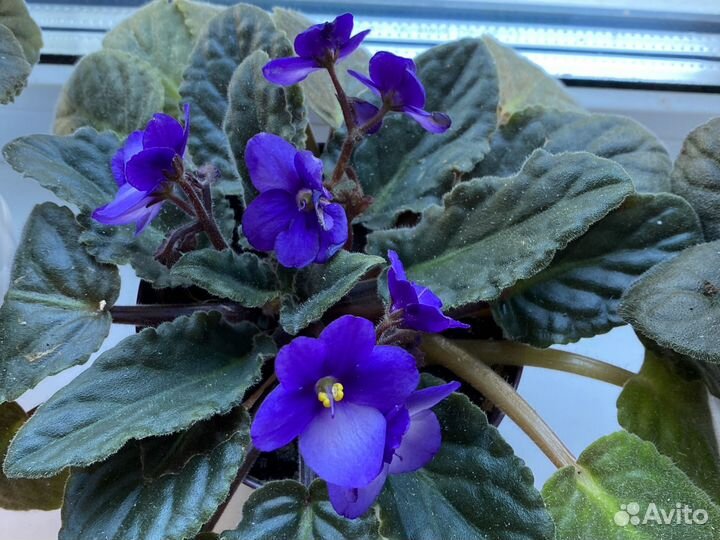 Фиалки голубая, фиолетово- белая (несколько штук)