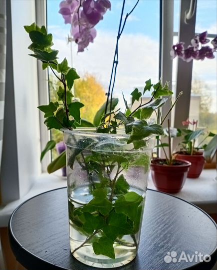 Плющ хедера