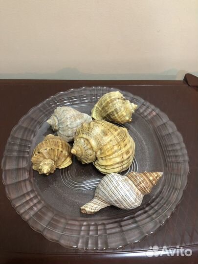 Морские ракушки